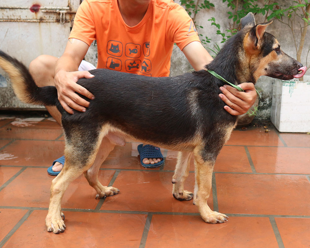 Miu (Kitten)_ShepherdMix1