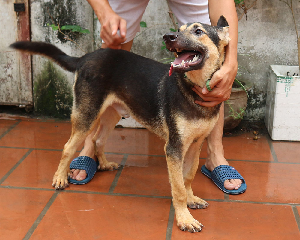 Miu (Kitten)_ShepherdMix2